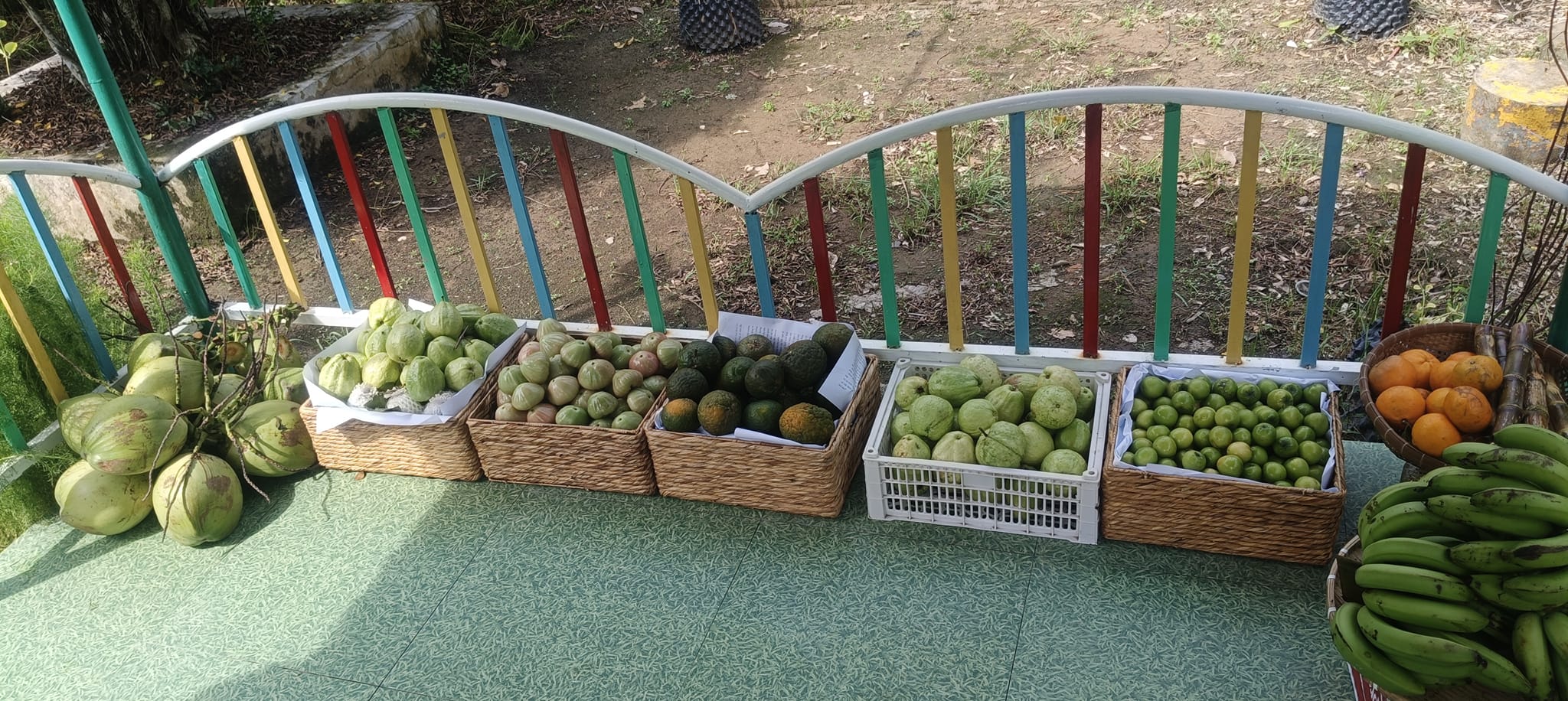 Ngày hội trái cây trường em